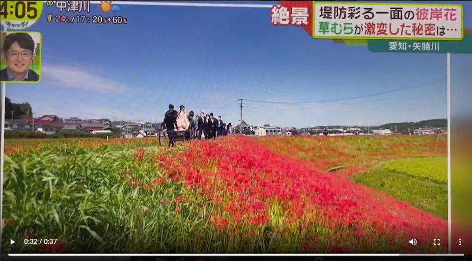 中京テレビのキャッチ！にて紹介された2022年の彼岸花の結婚式の放送された様子
